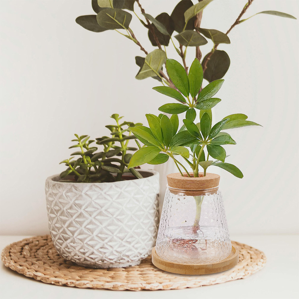 Propagation Station Vase - قطعتان من مزهرية زجاجية للزراعة المائية،