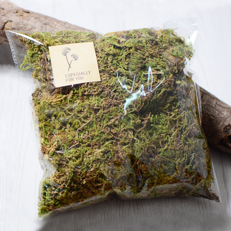 Sphagnum Moss Dry - 100 جرام جودة عالية الطحلب الاصطناعي