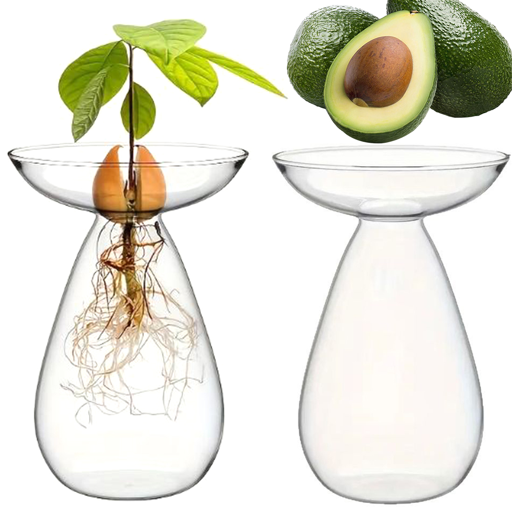 Propagation Station Vase - مزهرية زجاجية شفافة لبدء زراعة الأفوكادو