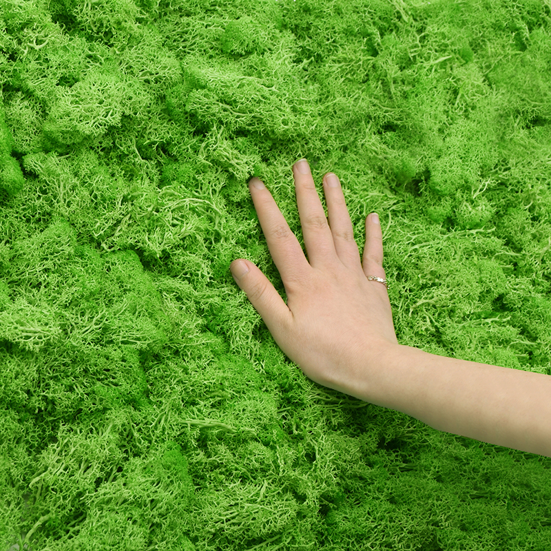 Sphagnum Moss Dry - 20 جرام الطحلب الطبيعي نبات اصطناعي
