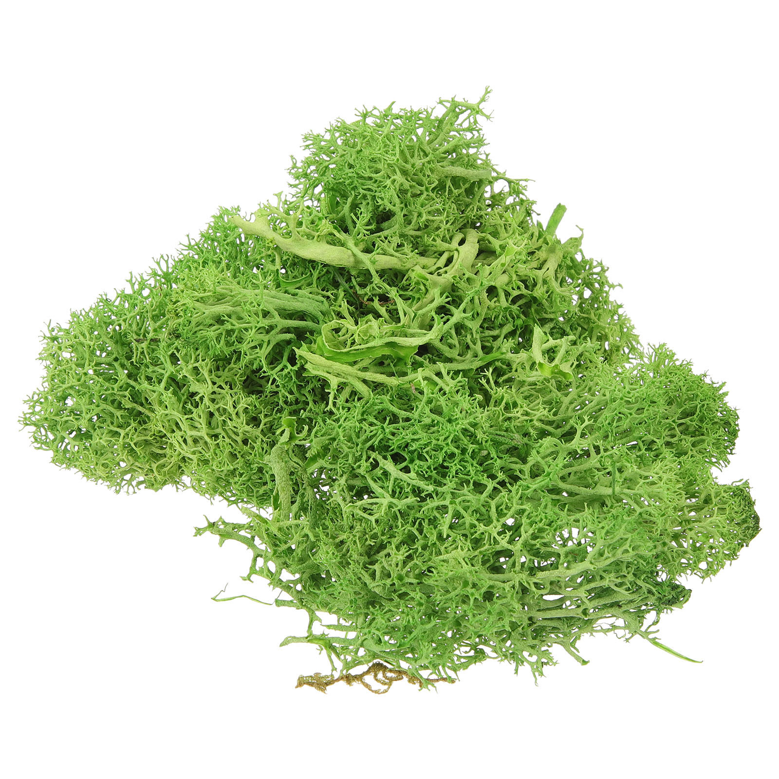 طحلب اصطناعي بني للمناظر الطبي - مراجعة Sphagnum Moss Dry وسعره