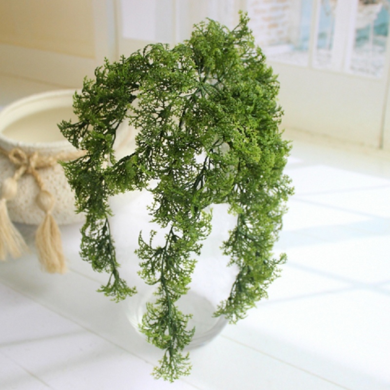 8 - 10 فرع من نبات الطحلب الاص - مراجعة Sphagnum Moss Dry وسعره