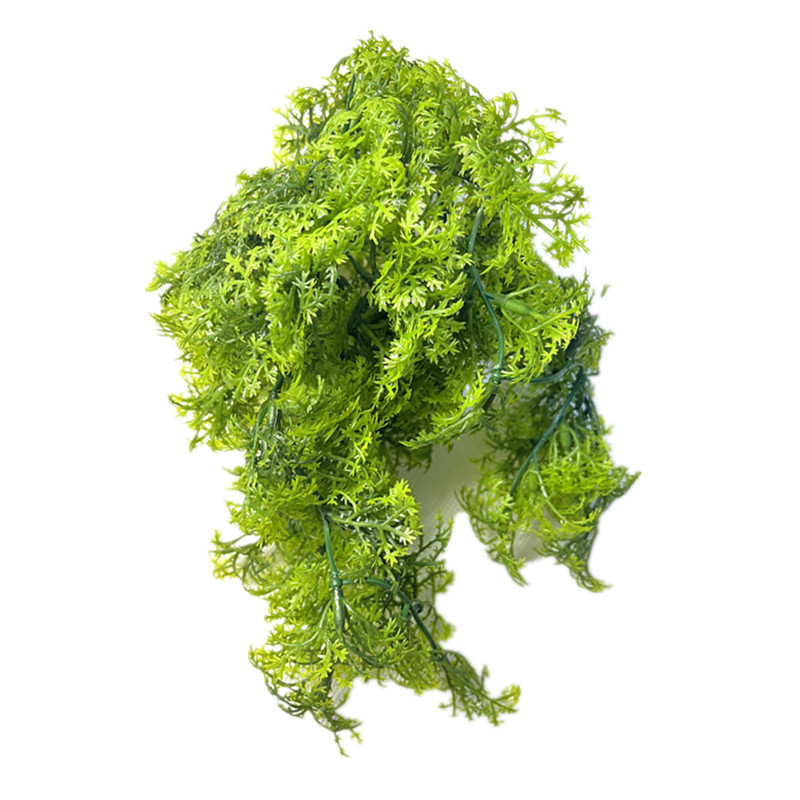 8 - 10 فرع من نبات الطحلب الاص - مراجعة Sphagnum Moss Dry وسعره