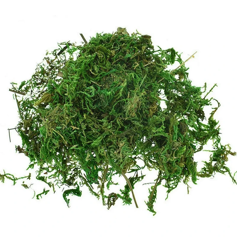 800 جرام جاف حقيقي الأخضر الطح - مراجعة Sphagnum Moss Dry وسعره