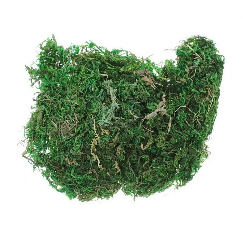 800 جرام جاف حقيقي الأخضر الطح - مراجعة Sphagnum Moss Dry وسعره