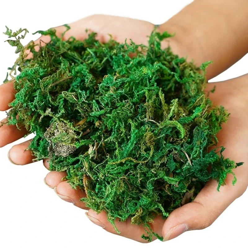 800 جرام جاف حقيقي الأخضر الطح - مراجعة Sphagnum Moss Dry وسعره