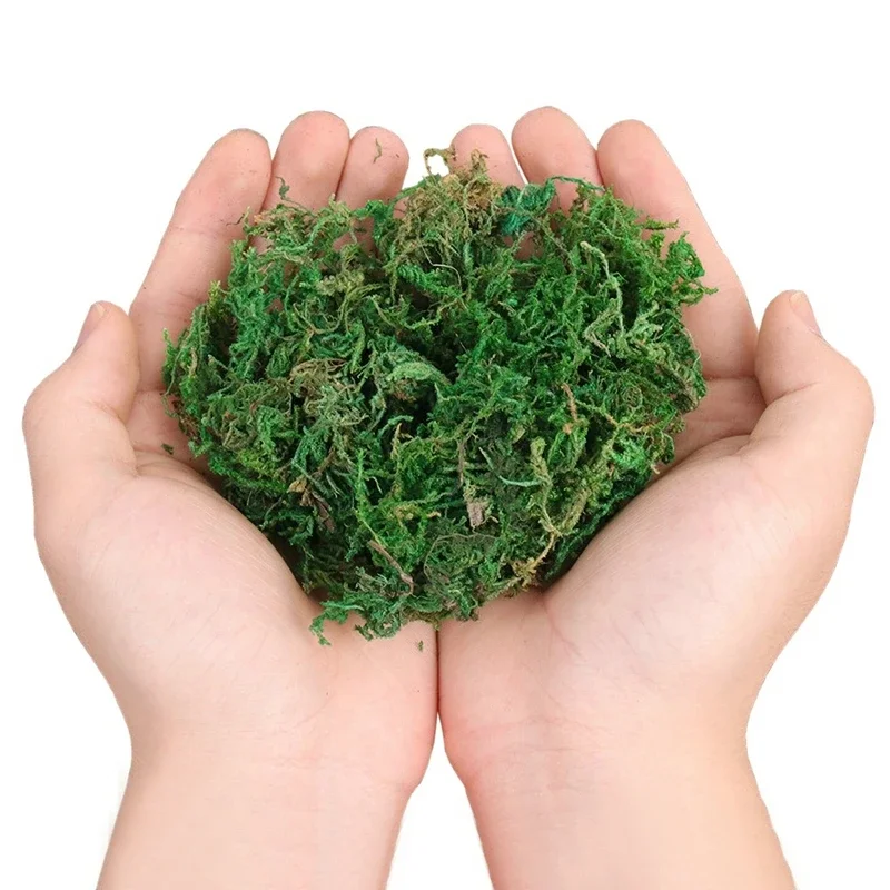 800 جرام جاف حقيقي الأخضر الطح - مراجعة Sphagnum Moss Dry وسعره