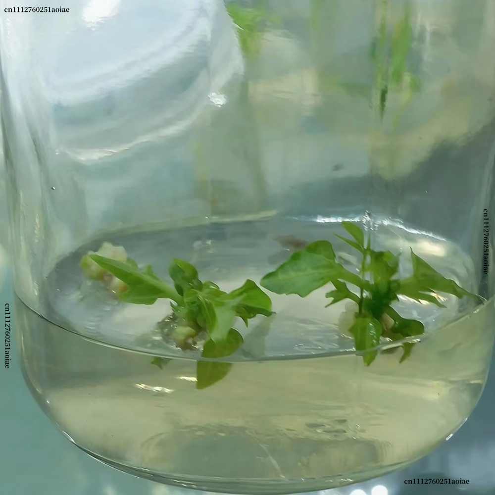 مسحوق أجار لزراعة الأنسجة النب - مراجعة Agar Tissue Culture وسعره