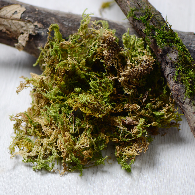 100 جرام جودة عالية الطحلب الا - مراجعة Sphagnum Moss Dry وسعره