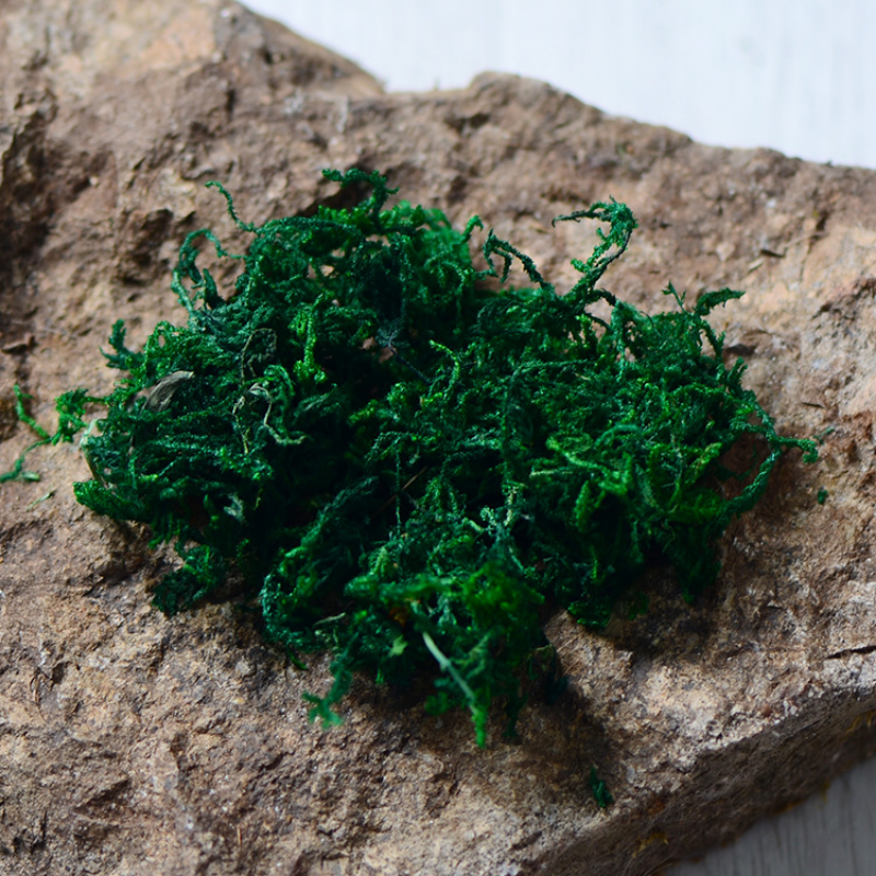 100 جرام جودة عالية الطحلب الا - مراجعة Sphagnum Moss Dry وسعره