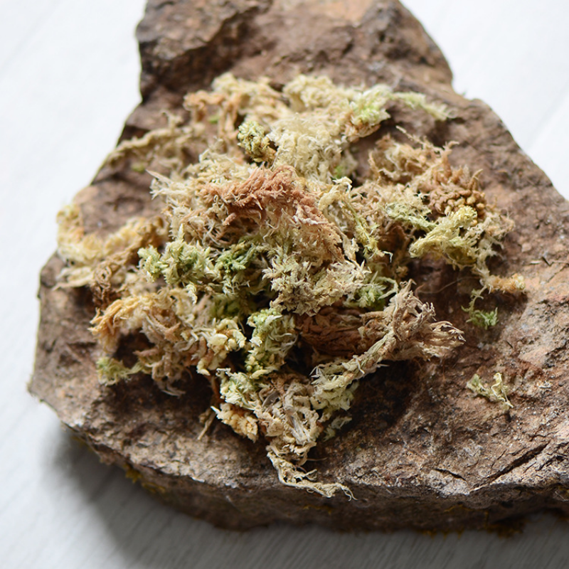 100 جرام جودة عالية الطحلب الا - مراجعة Sphagnum Moss Dry وسعره