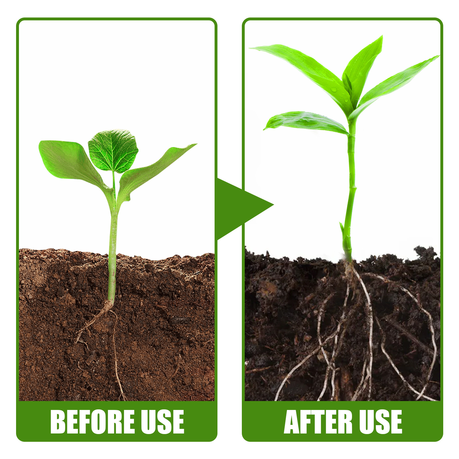 1 مسحوق تأصيل النباتات النادرة - مراجعة Rooting Hormone Powder وسعره