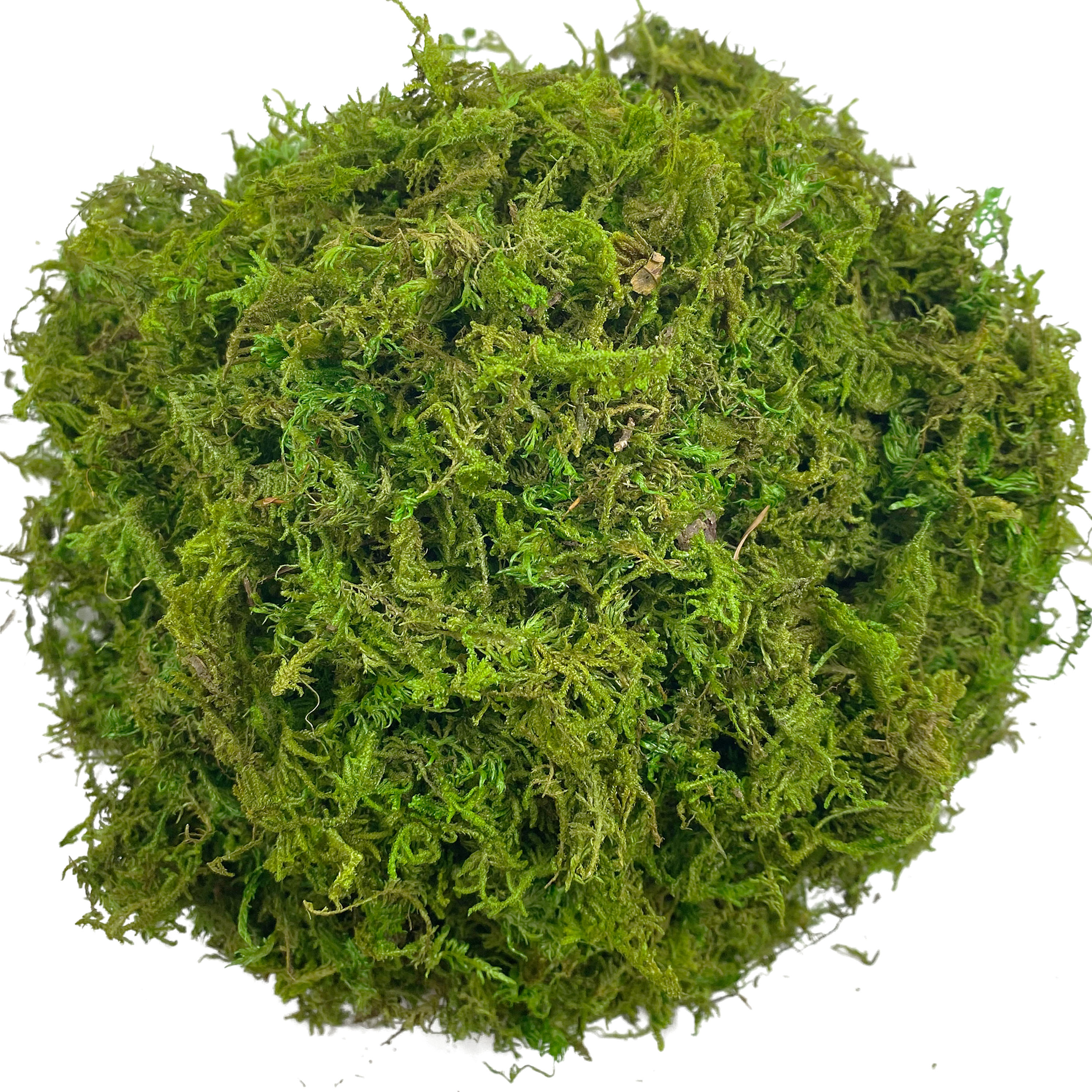 الطحلب الاصطناعي الأخضر للنبات - مراجعة Sphagnum Moss Dry وسعره