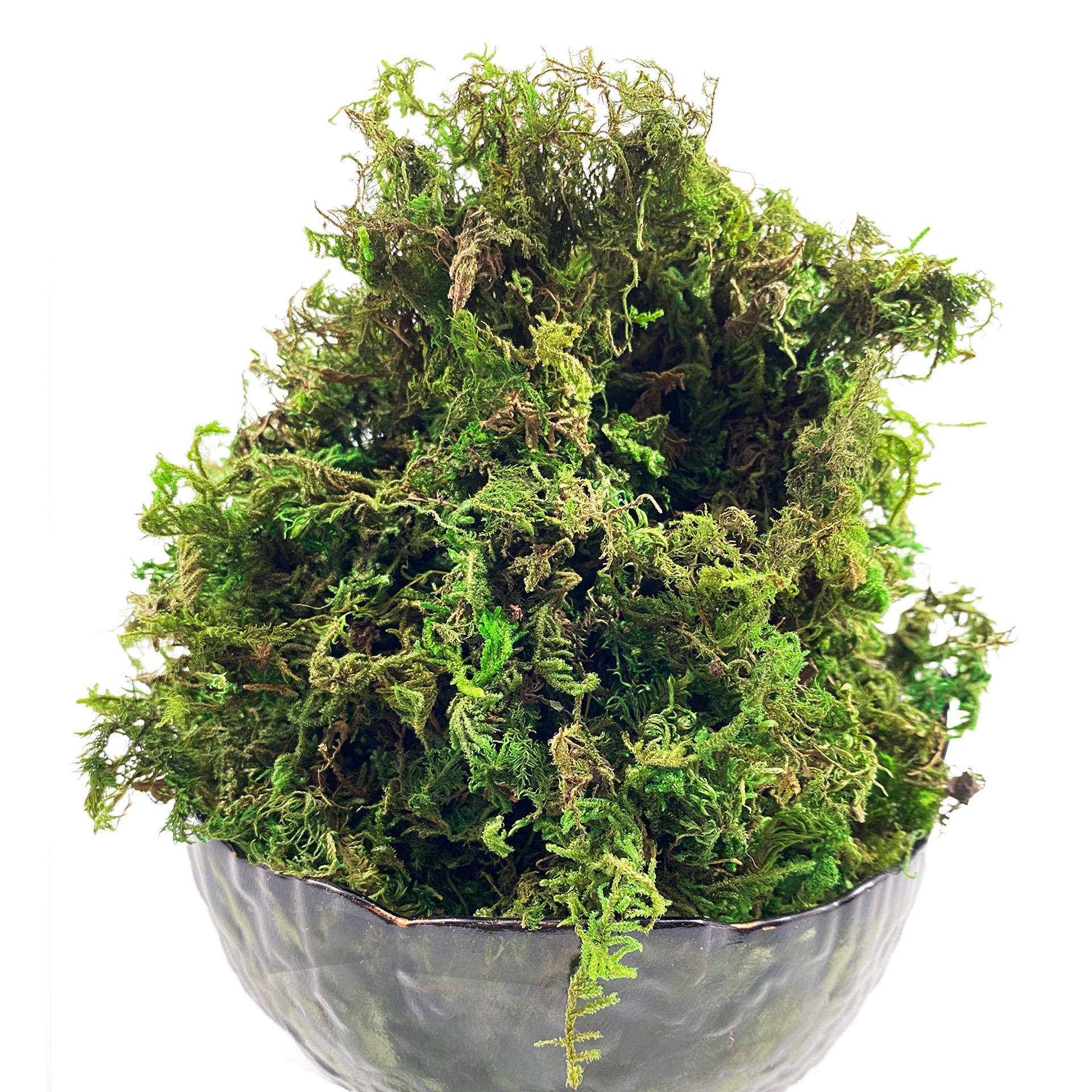 الطحلب الاصطناعي الأخضر للنبات - مراجعة Sphagnum Moss Dry وسعره