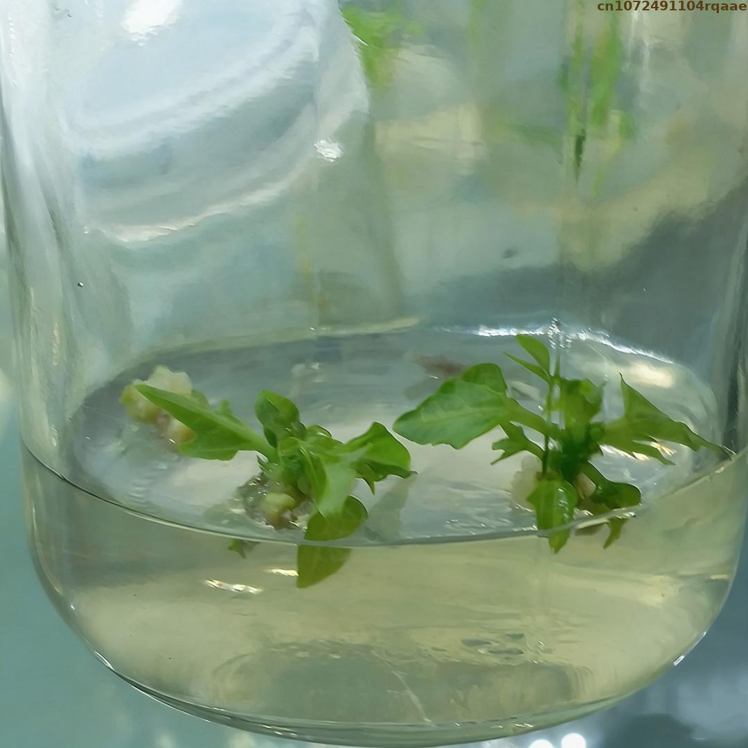 مسحوق أجار عالي الجودة لزراعة  - مراجعة Agar Tissue Culture وسعره