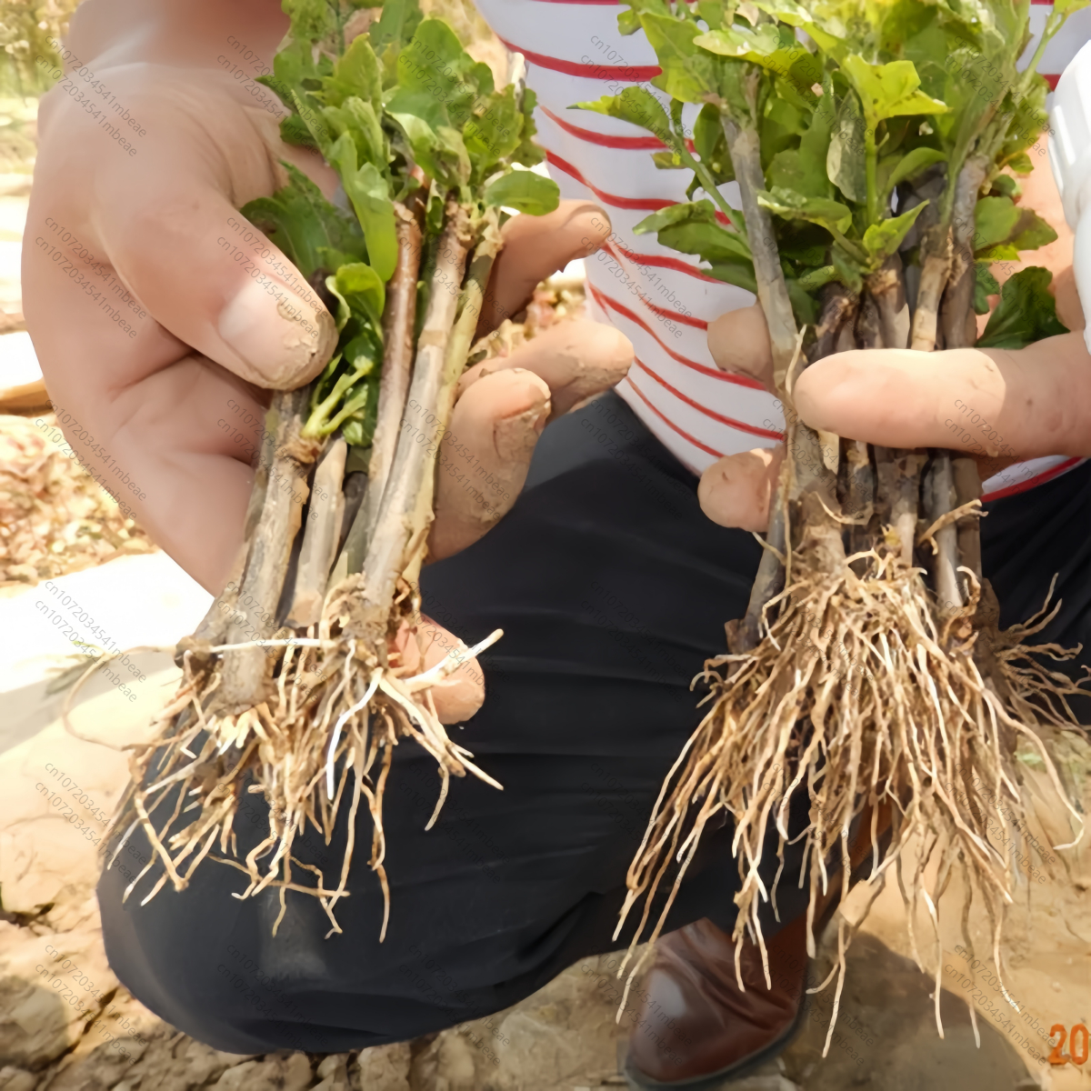 NAA 98% TC 1-هرمون تأصيل حمض ن - مراجعة Rooting Hormone Powder وسعره