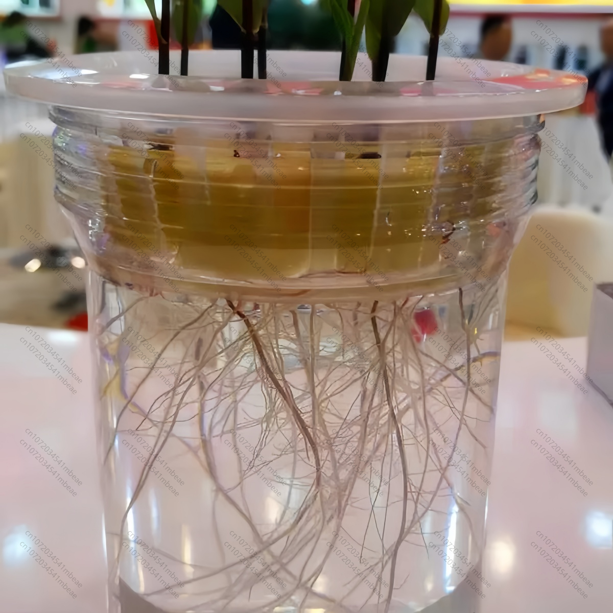 NAA 98% TC 1-هرمون تأصيل حمض ن - مراجعة Rooting Hormone Powder وسعره