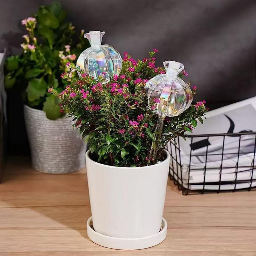 24 سنتيمتر الصبار الذاتي سقي ل - مراجعة Self Watering Insert وسعره
