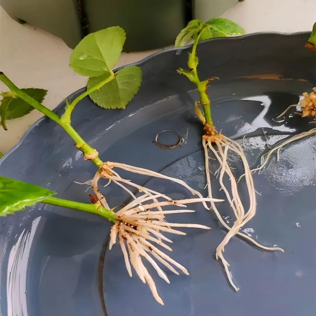 3-حمض الأسيتيك IAA Auxina Indo - مراجعة Rooting Hormone Powder وسعره