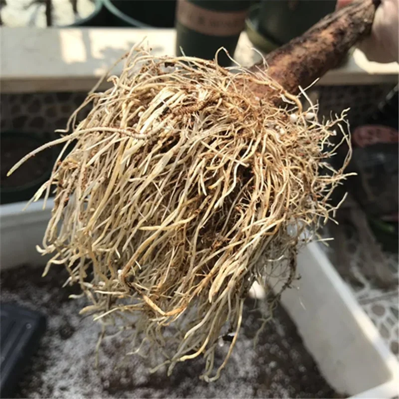 مسحوق التجذير السريع ، منظمات  - مراجعة Rooting Hormone Powder وسعره