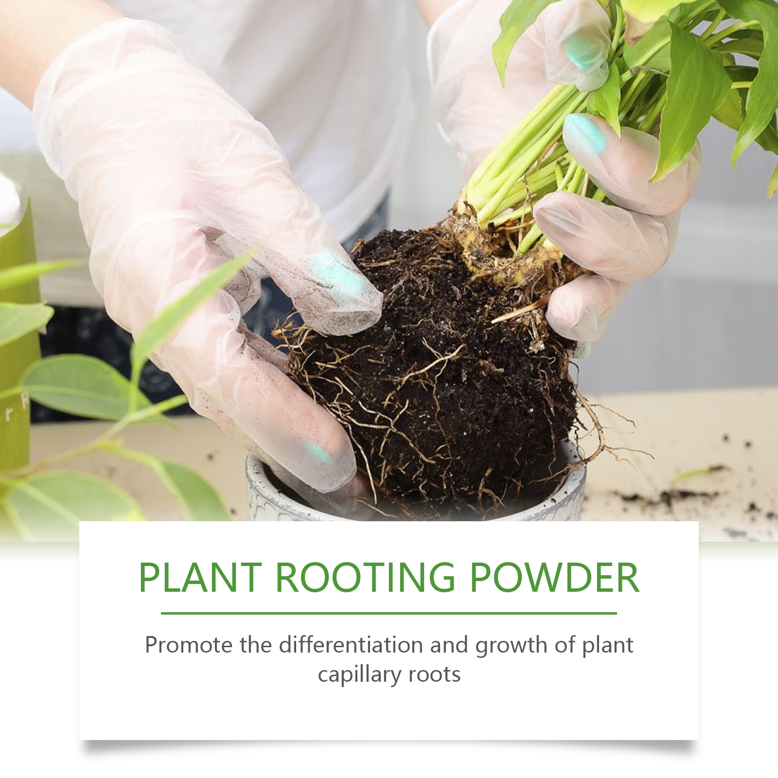 100 جرام من مسحوق تأصيل النبات - مراجعة Rooting Hormone Powder وسعره