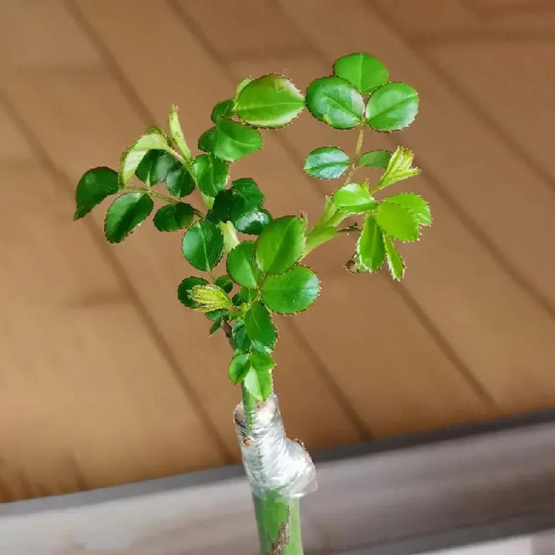 شريط تطعيم مرن من البولي إيثيل - مراجعة Rooting Hormone Powder وسعره
