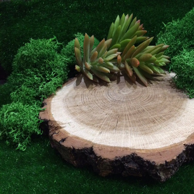 20 جرام الطحلب الطبيعي نبات اص - مراجعة Sphagnum Moss Dry وسعره